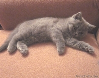 Британские короткошерстные котята редкого окраса!Вислоухие и со стоячими ушками! - Изображение #4, Объявление #97730