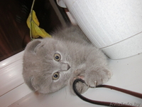 Британские короткошерстные котята редкого окраса!Вислоухие и со стоячими ушками! - Изображение #3, Объявление #97730