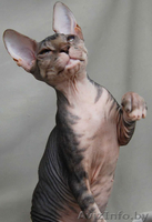 Донские сфинксы - Изображение #4, Объявление #95993