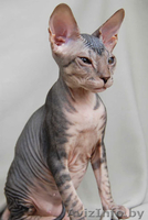 Донские сфинксы - Изображение #5, Объявление #95993