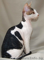 Донские сфинксы - Изображение #2, Объявление #95993