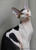 Донские сфинксы - Изображение #3, Объявление #95993