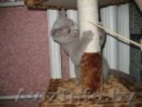 британските котята - Изображение #1, Объявление #90303