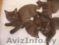 британските котята - Изображение #2, Объявление #90303