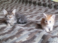 Пушистые котята от хороших родителей - Изображение #1, Объявление #89323