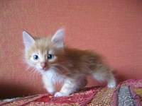 Пушистые котята от хороших родителей - Изображение #2, Объявление #89323