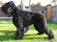 щенки русского черного терьера  - Изображение #1, Объявление #37369