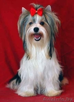 Бивер-йоркширского терьера подрощенная сука шоу-класса - Изображение #5, Объявление #90817