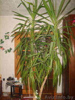 Продам Юкку 8(029)7057556 - Изображение #1, Объявление #92735