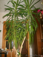 Продам Юкку 8(029)7057556 - Изображение #2, Объявление #92735