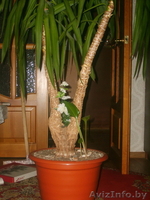 Продам Юкку 8(029)7057556 - Изображение #3, Объявление #92735