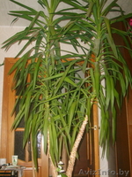 Продам Юкку 8(029)7057556 - Изображение #4, Объявление #92735