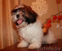 Продаются щенки ши-тцу! - Изображение #2, Объявление #90770