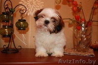 Продаются щенки ши-тцу! - Изображение #3, Объявление #90770