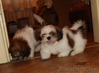 Продаются щенки ши-тцу! - Изображение #1, Объявление #90770