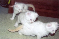 Продаются котята породы американский керл - Изображение #1, Объявление #93458