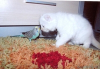 Продаются котята породы американский керл - Изображение #2, Объявление #93458