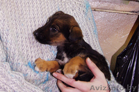 Замечательные щенки в добрые руки, возраст 2 месяца - Изображение #2, Объявление #88091