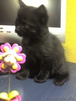 шикарные ангорские котята 1,5 месяца,приучены к туалету,за символическую плату - Изображение #3, Объявление #110679