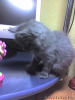 шикарные ангорские котята 1,5 месяца,приучены к туалету,за символическую плату - Изображение #4, Объявление #110679