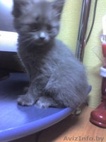 шикарные ангорские котята 1,5 месяца,приучены к туалету,за символическую плату - Изображение #5, Объявление #110679