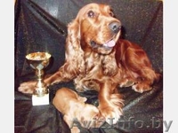 Английский кокер спаниель щеночки!!!!!!!!! - Изображение #1, Объявление #105144