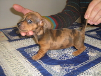 Таксы карликовой редкого коричнево - мраморного окраса щенки. - Изображение #1, Объявление #110441