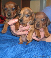 Таксы карликовой редкого коричнево - мраморного окраса щенки. - Изображение #3, Объявление #110441