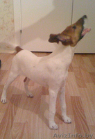 фокстерьер гладкошерстный - Изображение #3, Объявление #117644