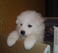 Самоед (Самоедская собака) - Изображение #2, Объявление #110316