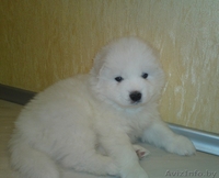 Самоед (Самоедская собака) - Изображение #1, Объявление #110316