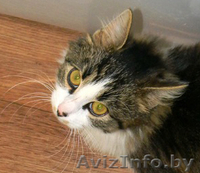 =====> Кот Тима ищет новых хоязев!!!!!! - Изображение #2, Объявление #105689