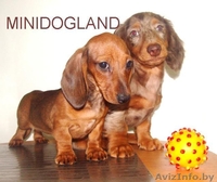 щенки таксы кроличей и миниатюрной д-ш и г-ш разл окрасы - Изображение #3, Объявление #105466