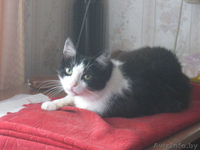 Отдам кошку в заботливые ответственные руки - Изображение #1, Объявление #107779
