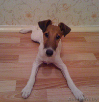 фокстерьер гладкошерстный - Изображение #1, Объявление #117644