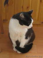 Отдам кошку в заботливые ответственные руки - Изображение #2, Объявление #107779