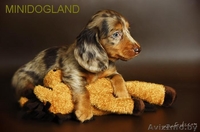 щенки таксы кроличей и миниатюрной д-ш и г-ш разл окрасы - Изображение #1, Объявление #105466