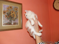 Отдам в добрые руки - Изображение #2, Объявление #108751