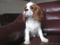 Пpoдaютcя щeнки Kaвaлep кинг Чapльз cпaниeля - Изображение #2, Объявление #118035