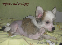 Китайская хохлатая собака - щенки! - Изображение #2, Объявление #116006