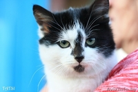 Боник - котенок-интеллигент с роскошными усами - Изображение #1, Объявление #108535