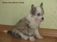 Китайская хохлатая собака - щенки! - Изображение #3, Объявление #116006