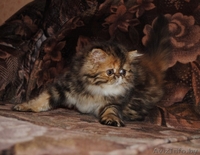 Продается очаровательная персидская кошечка - Изображение #3, Объявление #109594