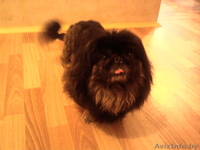 Пекинес мальчик. Шикарный, любвиобильный, чёрный пекинес ищет подружку для вязки - Изображение #1, Объявление #113582