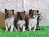 Шелти щенки рыжего окраса - Изображение #3, Объявление #115926