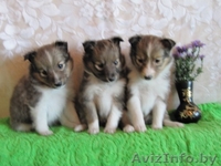 Шелти щенки рыжего окраса - Изображение #2, Объявление #115926