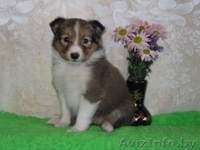 Шелти щенки рыжего окраса - Изображение #1, Объявление #115926