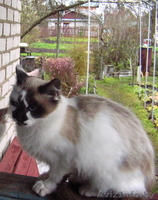 Котята хотят в добрые руки - Изображение #2, Объявление #104096