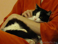 Отдам кошку в заботливые ответственные руки - Изображение #3, Объявление #107779