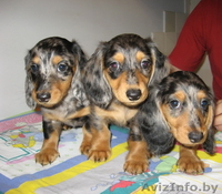 Таксы карликовой длинношерстной шикарные детки шоу-класса. - Изображение #1, Объявление #110439